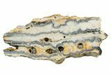 Mammoth Molar Slice With Case - South Carolina #349963-1